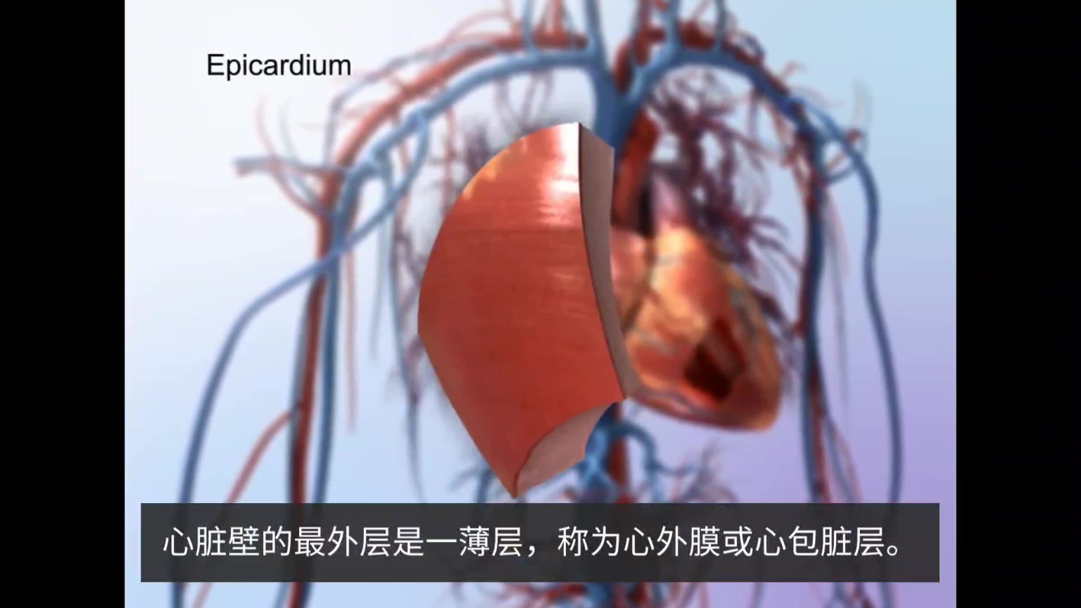 我们的心脏结构